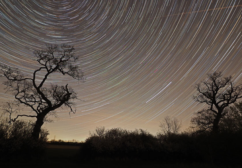 STAR TRAIL OAK TREE P4150025