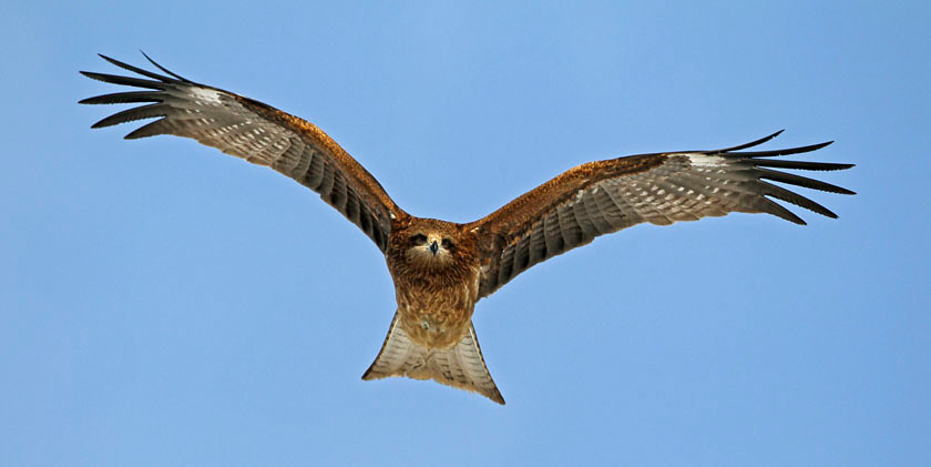 BLACK KITE 0985 PAN 0068