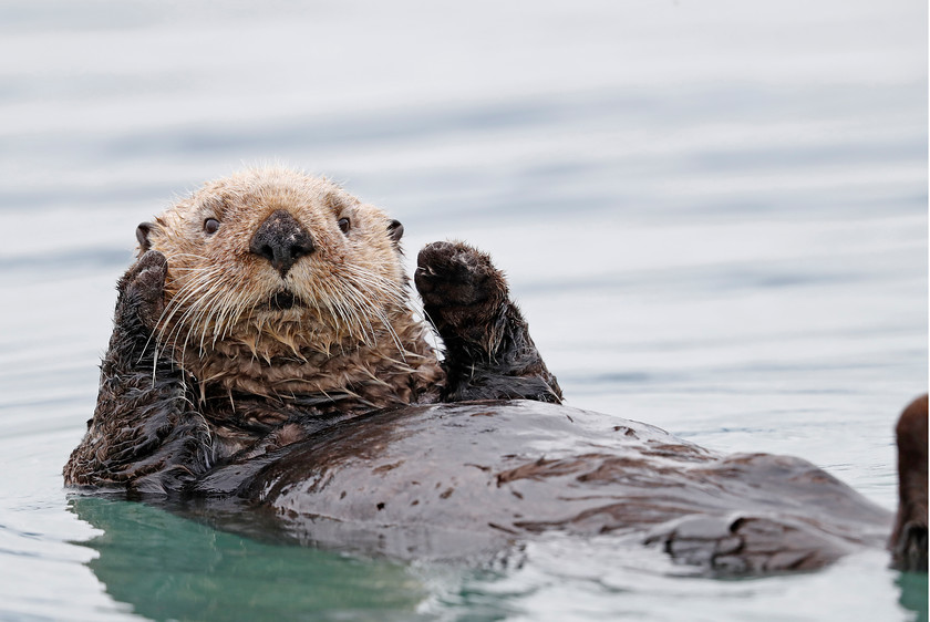 14-9496-sea-otter-2000PIXEL-72DPI