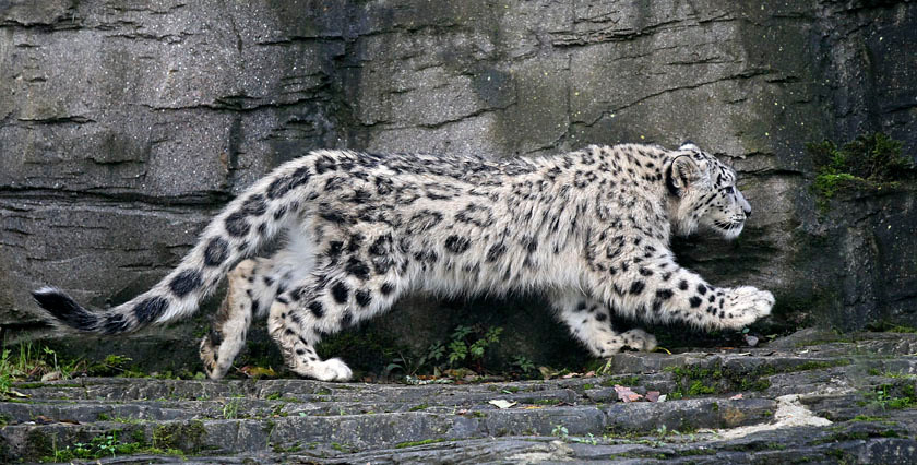 SNOW LEOPARD 0392