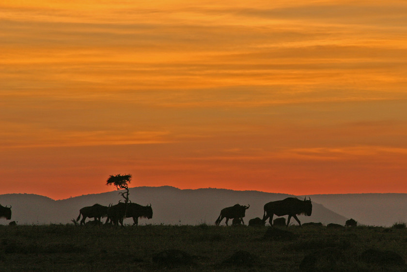 WILDEBEAST SUNRISE-1-IMG 4666-