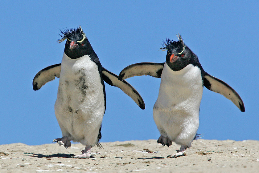 17-kk0x4079-0225-ROCKHOPPER-PENGUIN-2000PIX-72DPI