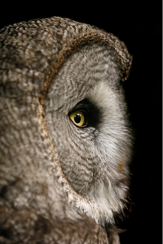 12-9781-great-grey-owl-2000PIXEL-72DPI