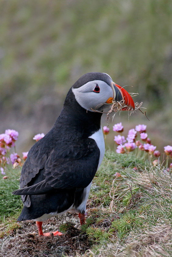 7-5688-MAS-0208-PUFFIN-thrift-2000pixel-72dpi