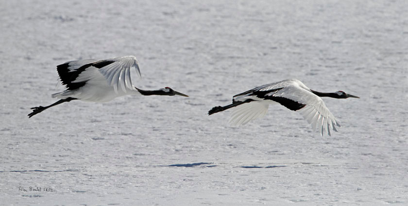 RED CROWNED CRANE 0341