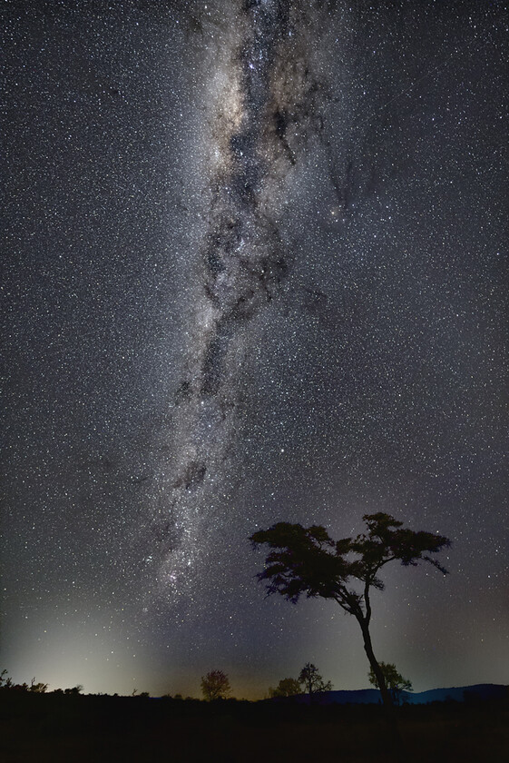 MILKY-WAY-ACACIA-TREE-SOUTH-AFRICA