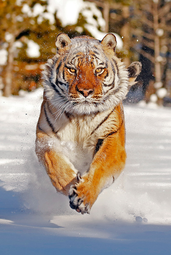 2-6440-amur-tiger-0732-2000PIX-72DPI