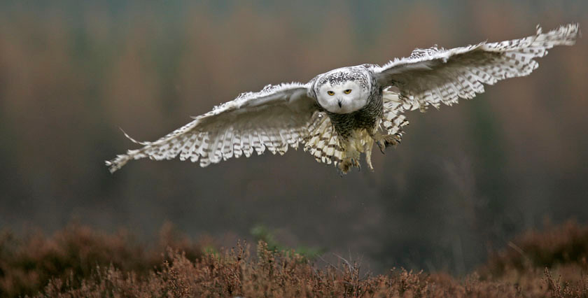 SNOWY OWL 0363