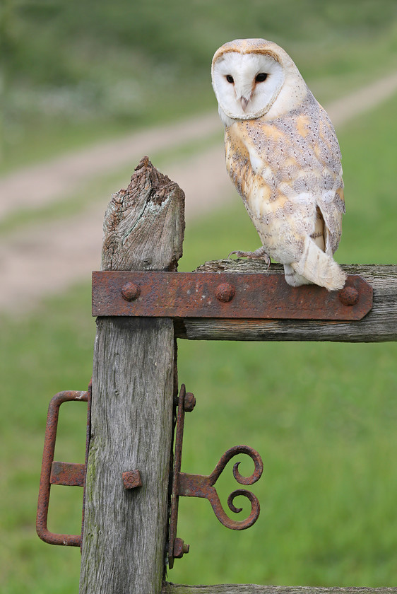 10-4923-barn-owl-2000PIX-72DPI-0406-