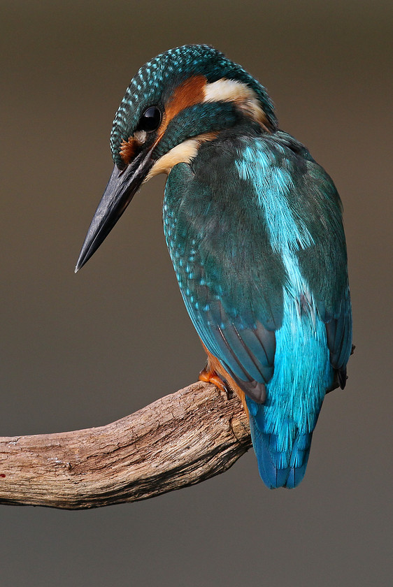 1-3621-KINGFISHER-0590-2000PIX-72DPI