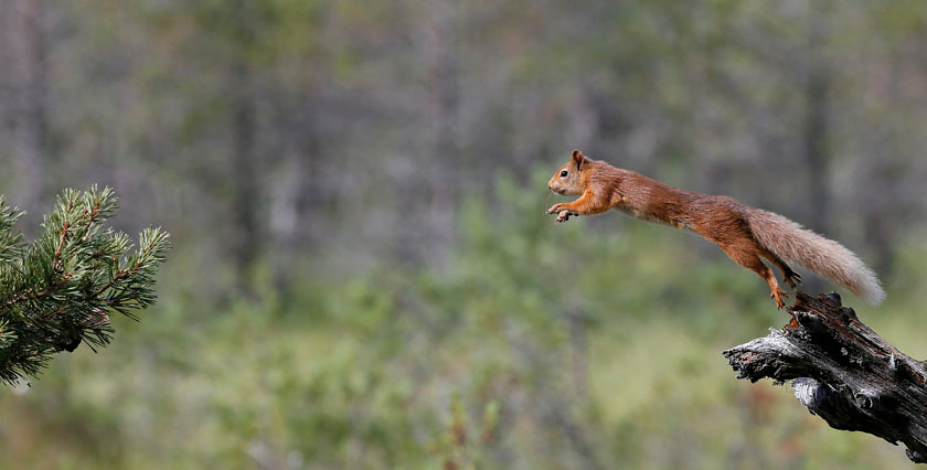 red squirrel 3837 pan 0409