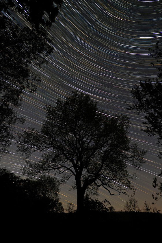 STAR TRAIL ASH TREE 5290113