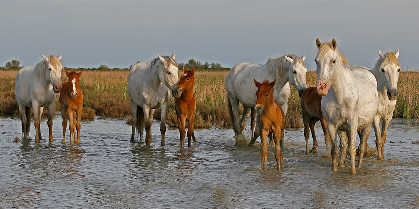 camargue-horses-2450-1043