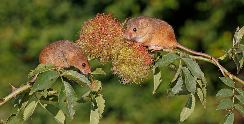 HARVEST MOUSE 0455