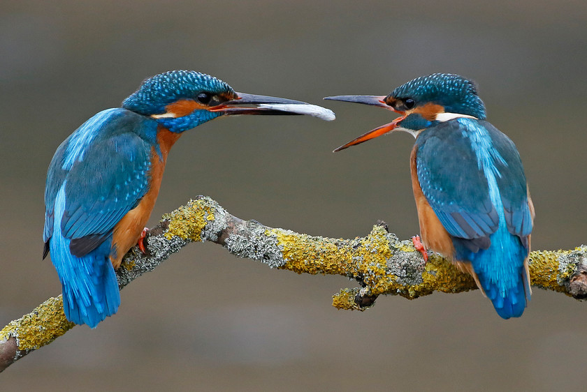 12-1364-kingfisher-male-feeding-female-2000PIX-72DPP-0366