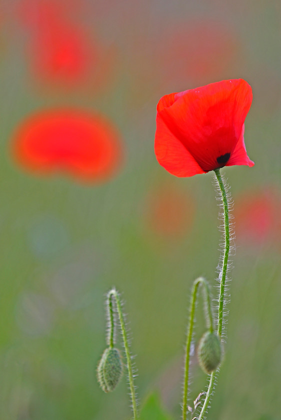 19-EH8D3251-POPPY-2000PIX-72DPI