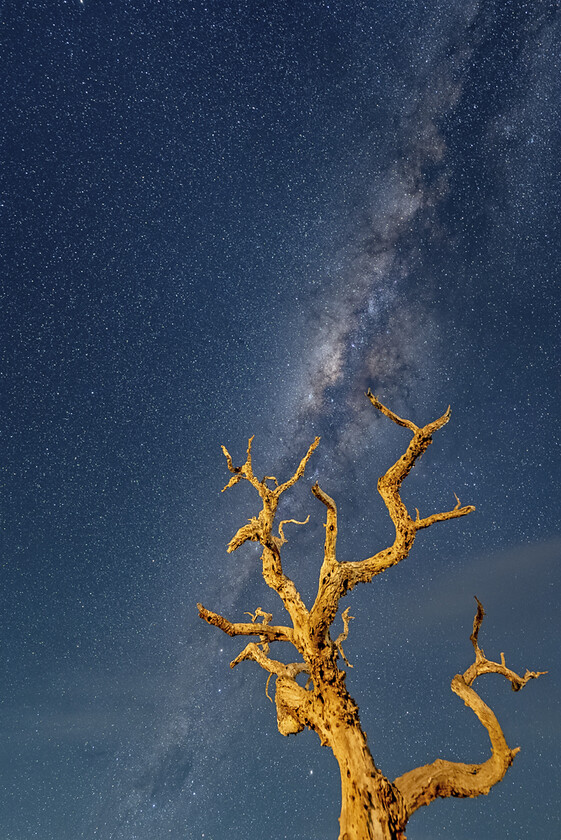 MILKY-WAY-DEAD-TREE-SOUTH-AFRICA