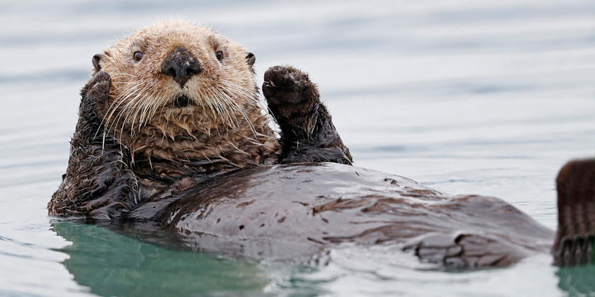 sea-otter-9496