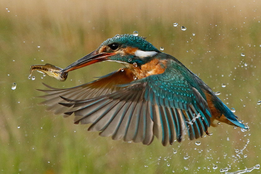 2-8304-kingfisher-2000PIX-72DPI