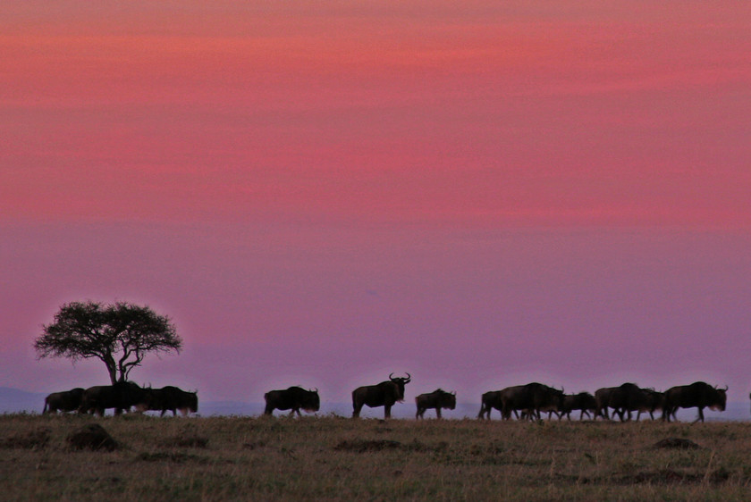 MARA SUNRISE 1-IMG 4473-WILDEBEAST-