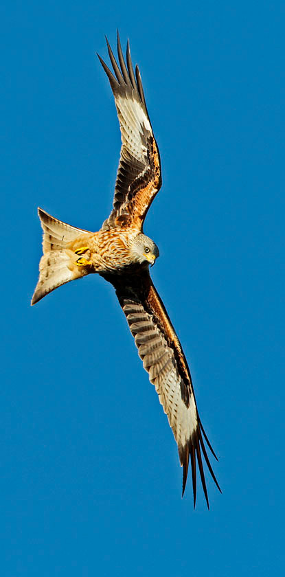 RED KITE 6877 PAN 0282A