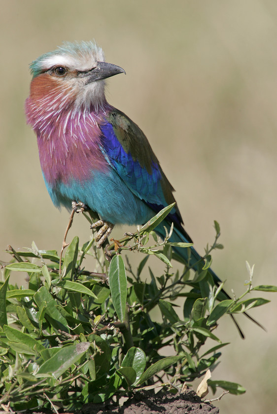 4-kk0x6618-0252-LILAC-BREASTED-ROLLER2000PIX-72DPI