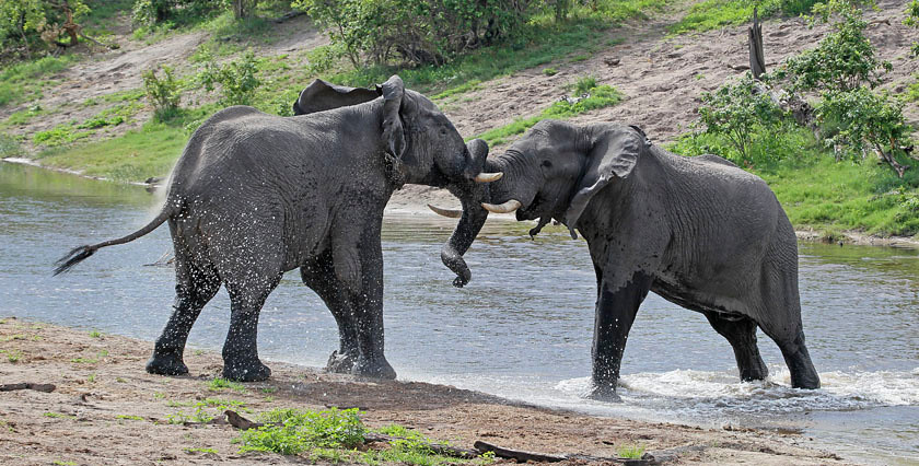 AFRICAN ELEPHANT 6242 PAN 0061