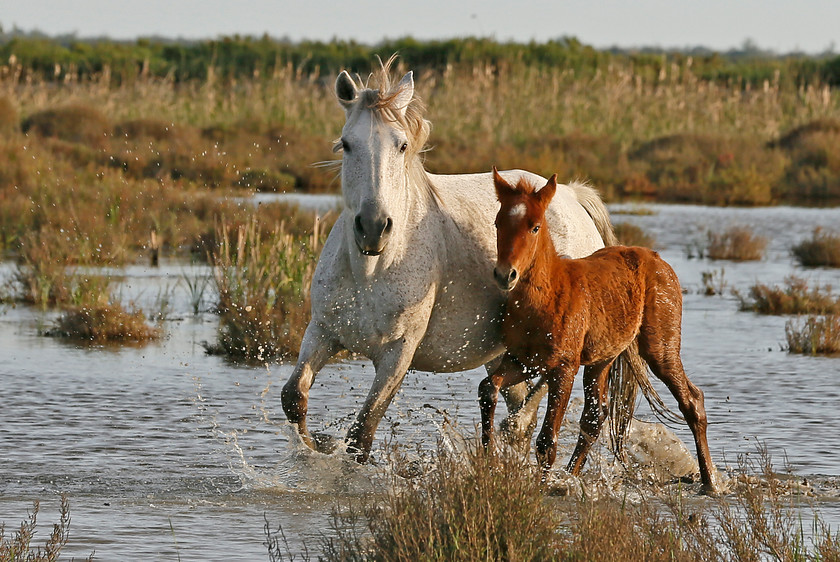 1- 58W2564-camargue-horse-2000PIX-72DPI