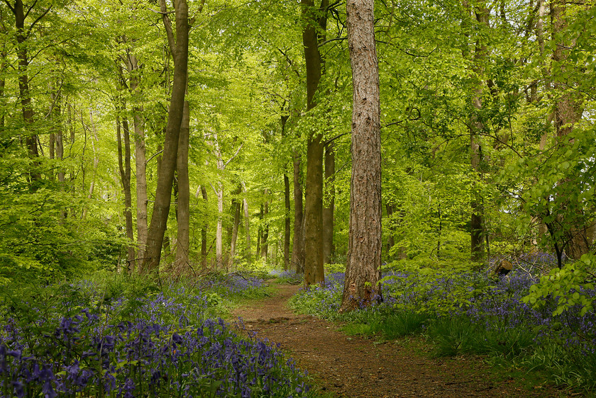 4-8357-bluebells-1037-2000PIX-72DPI