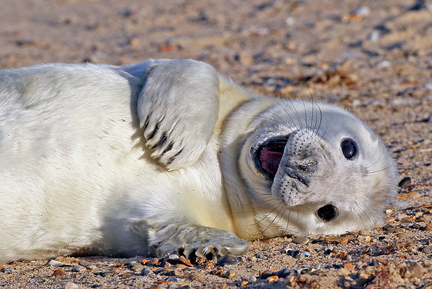 13-7512-grey-seal-2000PIX-72DPI