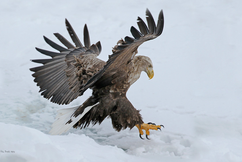 15-4603-white-tailed-eagle-200OPIX-72DPI