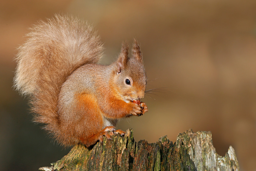 1-1516-red-squirrel-0471-2000PIX-72DPI