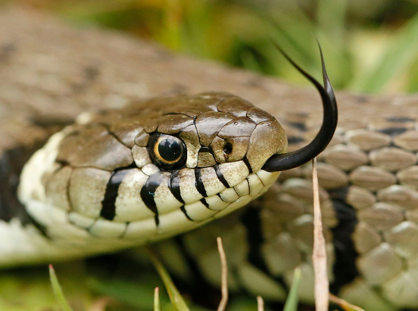 GRASS SNAKE 0519