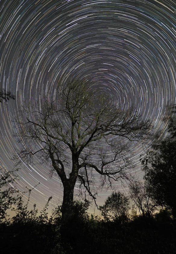 STAR TRAIL ASH TREE IN WINTER P5100097