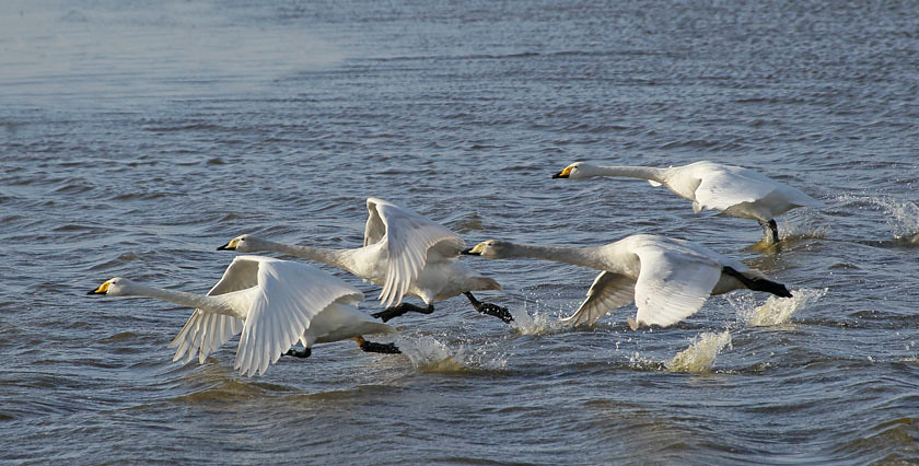 WHOOPER SWAN 1244 PAN 0050