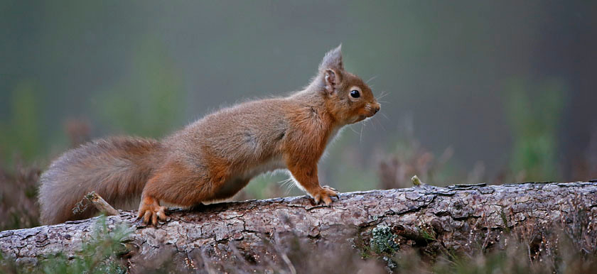 RED SQUIRREL 0493