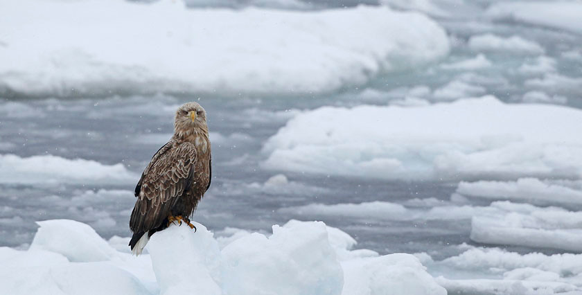 WHITE TAILED EAGLE 4631 PAN 0051