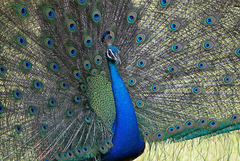 1-8328-peacock-0443-2000PIX-72DPI