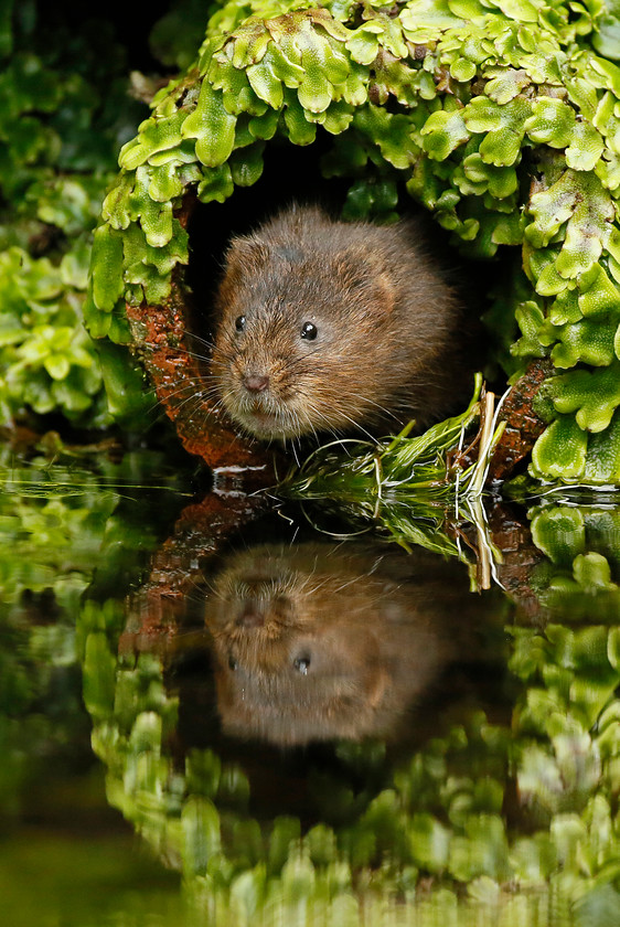 9-2749-water-vole-0516-2000PIX-72DPI