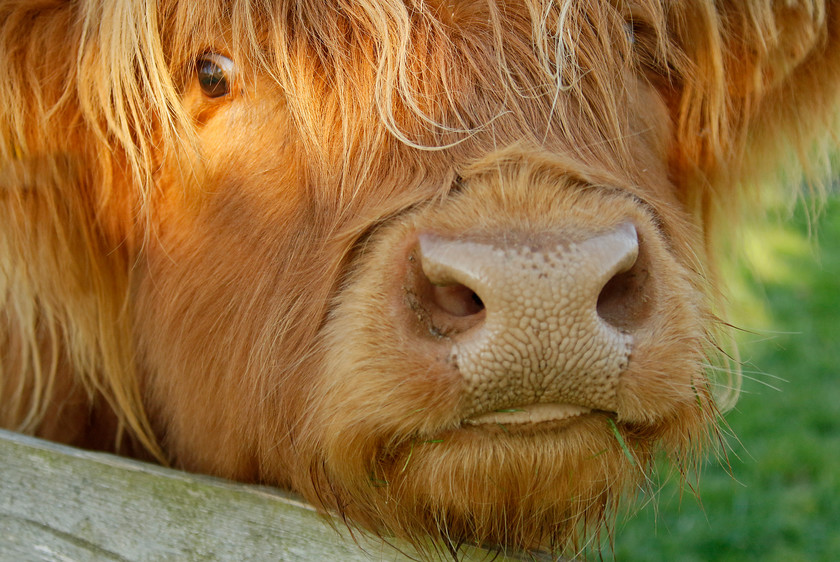 6-9605-highland-cow-1404-2000PIX-72DPI