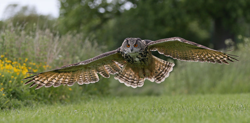 european eagle owl 2934 pan 0386