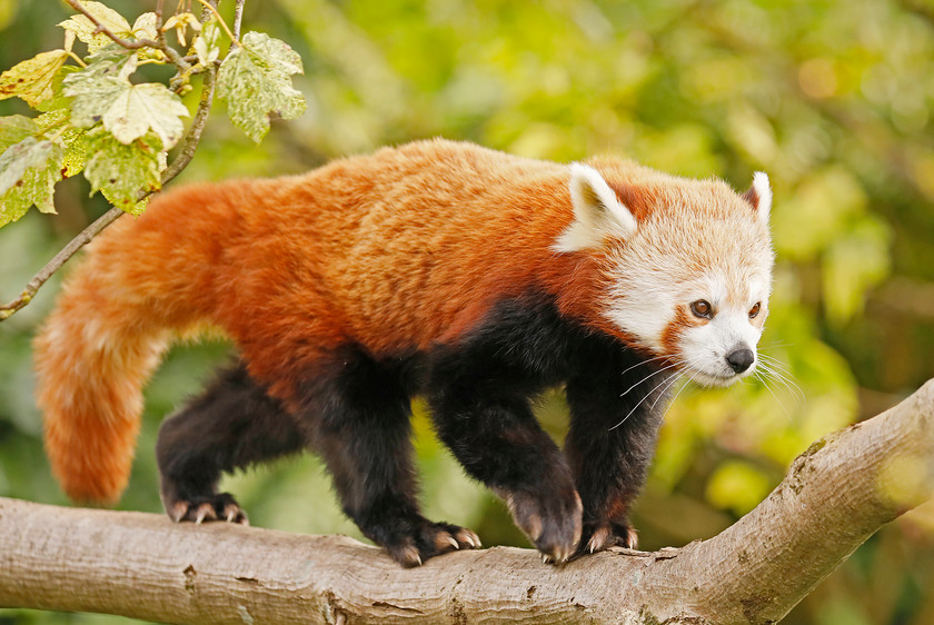 1-2242-red-panda-2000PIX-72DPI