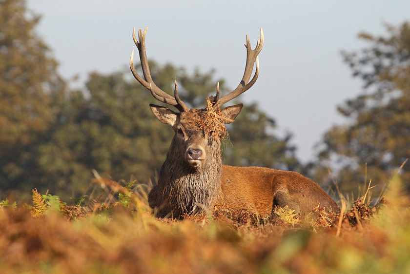 5-8663-0359-red-deer-2000PIX-72DPI