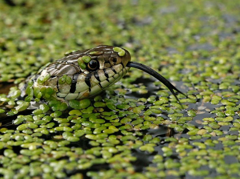 GRASS SNAKE 0520