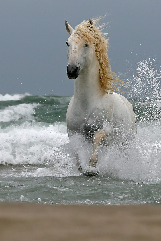 15-5519-camargue-horse-2000PIX-72DPI