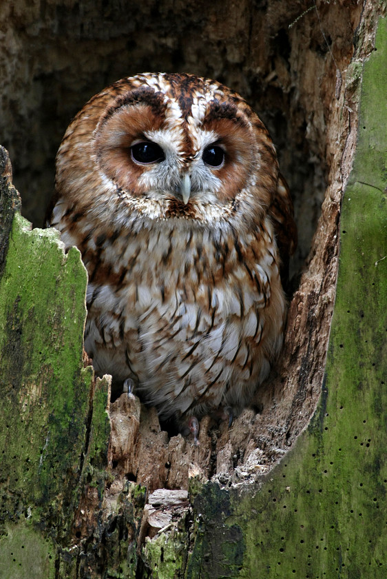 20-3A6X8304-0218-TAWNY-OWL-2000PIX-72DPI