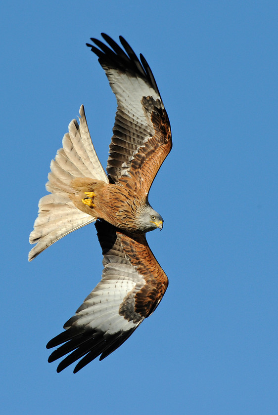 16-DSC 7569-0277-RED-KITE-2000PIXEL-72DPI