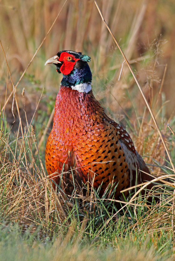 8-IMG 9777-0287-PHEASANT-2000PIX-72DPI