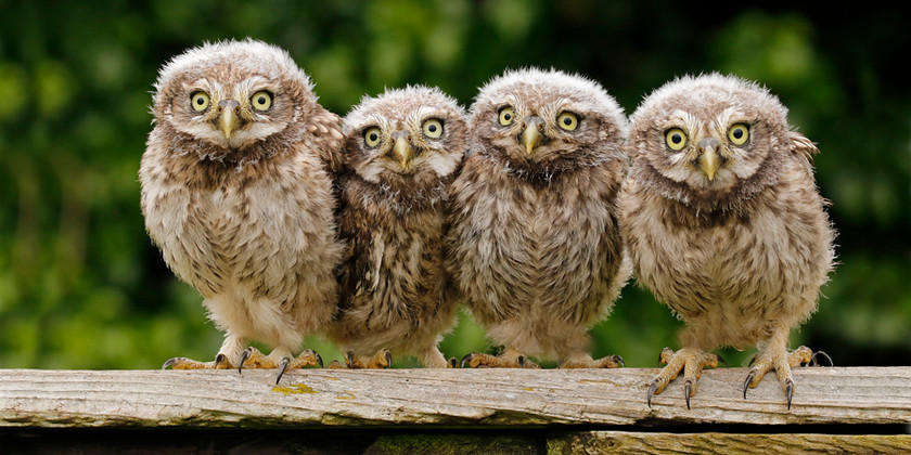 little-owlets-2812