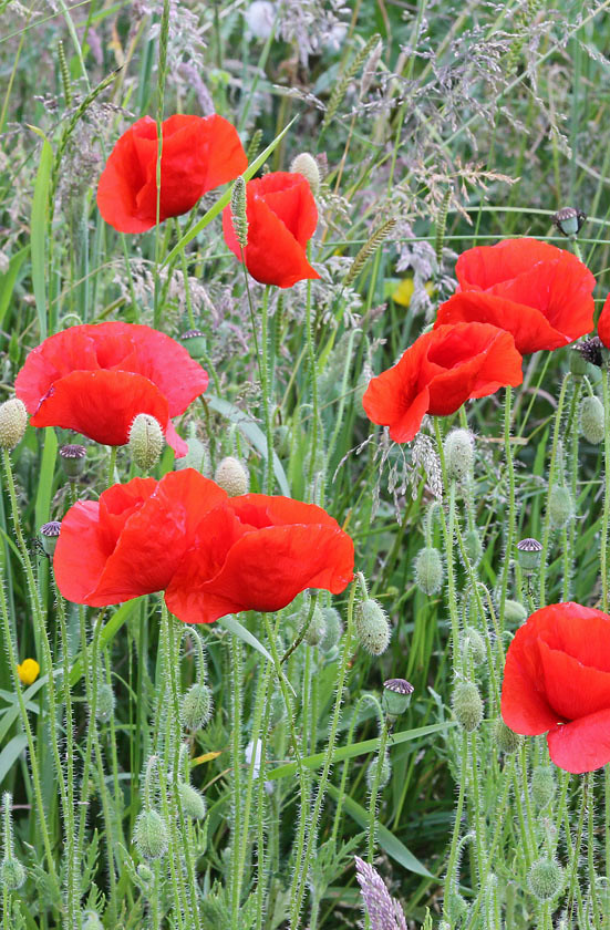 POPPY 0335